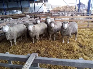 Prodaja ovnova - slika 3