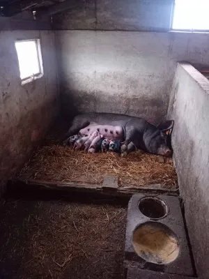 Krmača i 10 prasića