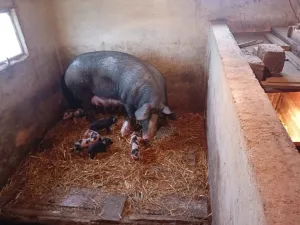 Krmača i 10 prasića - slika 2