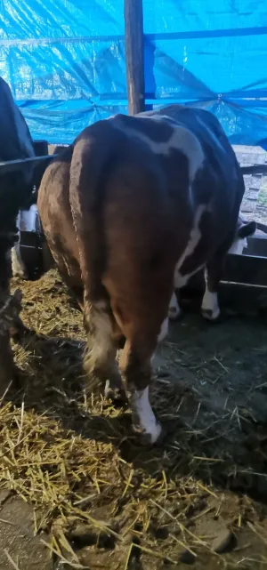 Jalova krava - slika 2