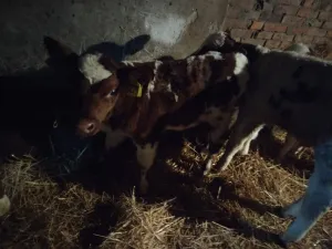 Telad do mesec dana - slika 3