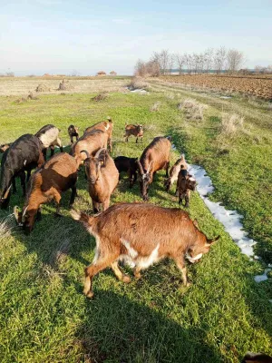 Mlade koze i jarići