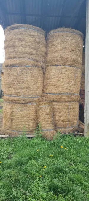 Prodajem lucerku - slika 2