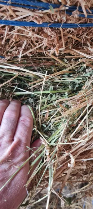 Prodajem lucerku - slika 3