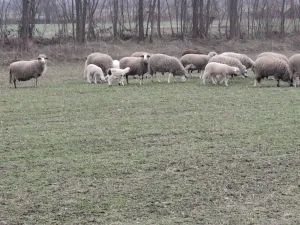 4 ovce sa jagnjadima - slika 2