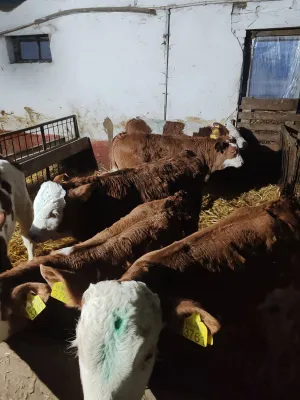 Muška telad - slika 2