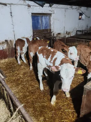 Muška telad - slika 3