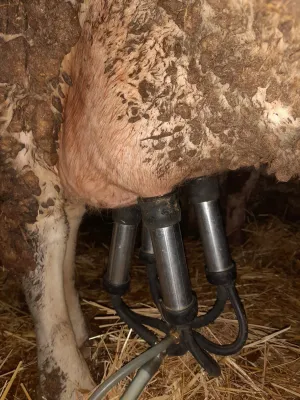 Krava muzara - slika 3