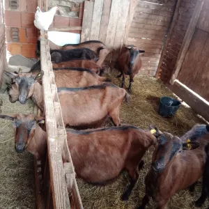 11 alpskih koza - slika 3