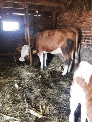 2 krave 2 teleta - slika 2