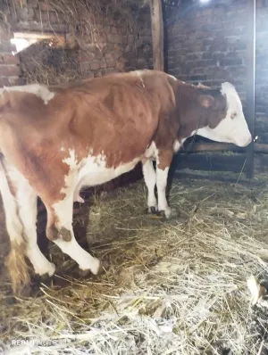 2 krave 2 teleta - slika 3