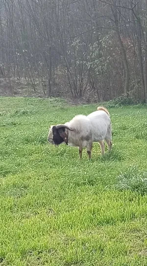 Burski jarac - slika 3