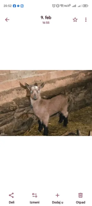 Muški jarići - slika 2