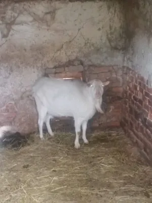 Valentina Čepek - slika 2