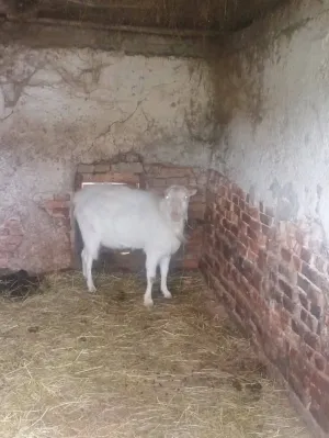 Valentina Čepek - slika 3