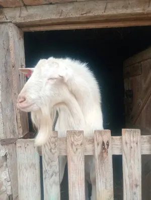 Valentina Čepek - slika 11