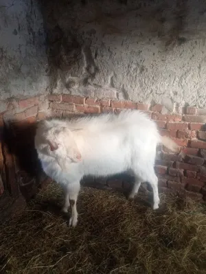 Valentina Čepek - slika 12