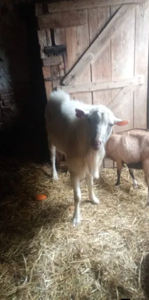 Valentina Čepek - slika 13