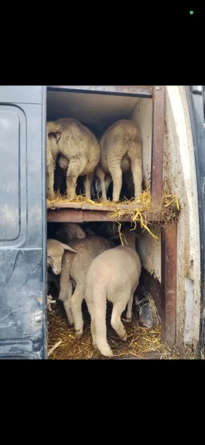 Kupujem koze i ovce - slika 2