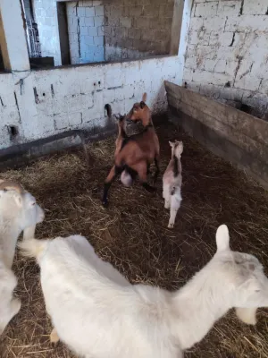 4 koze i 3 jareta - slika 2