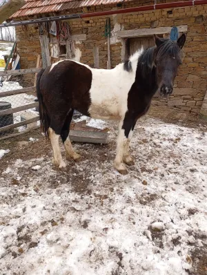 Ždrebica na prodaju - slika 2