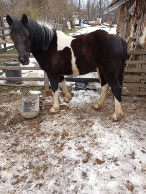 Ždrebica na prodaju - slika 3