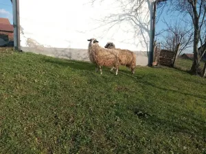 PRODAJEM OVCE PRAMENKE SJAGNJENE