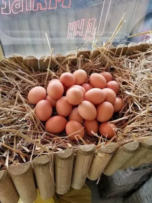 Koke Nosilje - slika 3