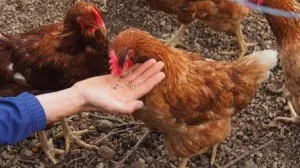 Koke Nosilje - slika 4