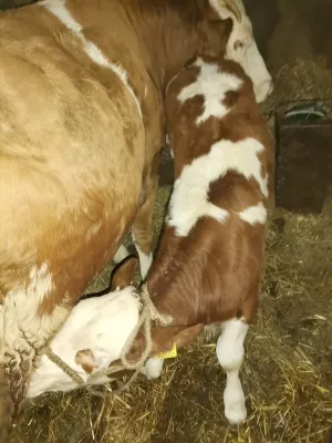 Na Prodaju Žensko Tele Od Umatičene Krave