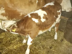 Na Prodaju Žensko Tele Od Umatičene Krave - slika 2