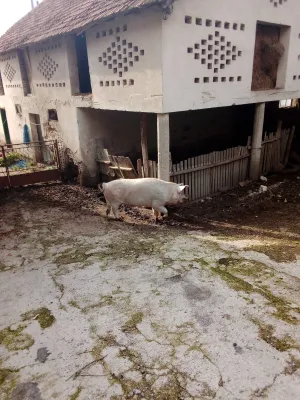 Na Prodaju Tovljenik - slika 2