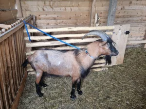 JARCEVI ZA KLANJE ILI DRZANJE