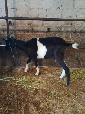 PRODAJEM KOZU - slika 2