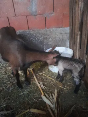 Na prodaju koza prvojarica sa ženskim jarencetom