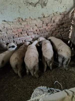 na prodaju jaganjci - slika 2