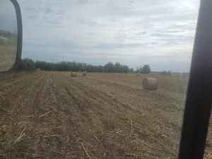 KUKURUZOVINA NA PRODAJU - slika 2