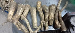 DOMAĆI REN - slika 2