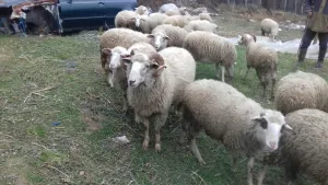 Na prodaju siljegan - slika 2