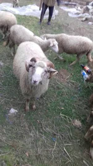 Na prodaju siljegan - slika 3