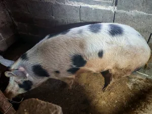 Prodajem Krmacu i tri praseta - slika 2