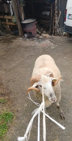 NA PRODAJU OVAN GODISNJAK