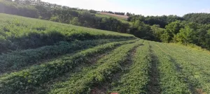 Detelina na prodaju - slika 4