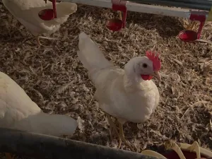 prodajem koke - slika 2