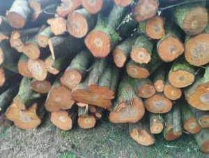 na prodaju drva - slika 2