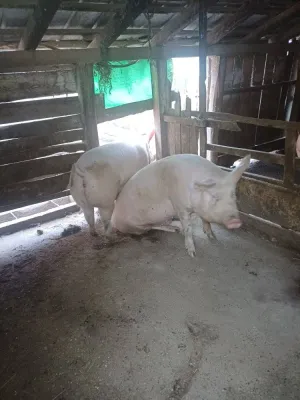 Svinje na prodaju - slika 2