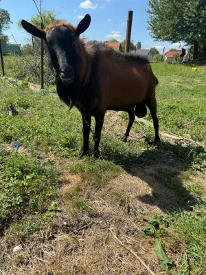 Oglas iz usluge Prodaje se čistokrvni Alpino jarac - slika 2