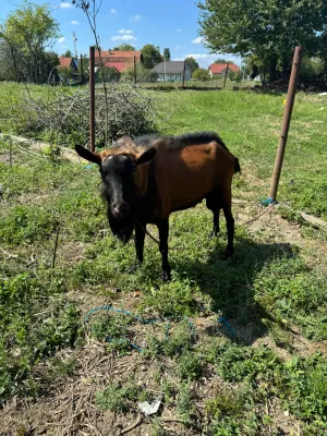 Oglas iz usluge Prodaje se čistokrvni Alpino jarac - slika 3