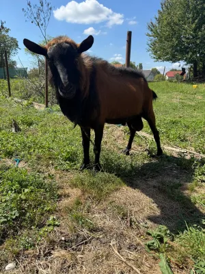 Oglas iz usluge Prodaje se čistokrvni Alpino jarac - slika 5