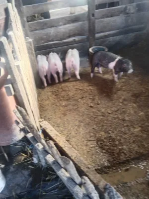 Prodajem prasiće 20–24 kg - slika 2